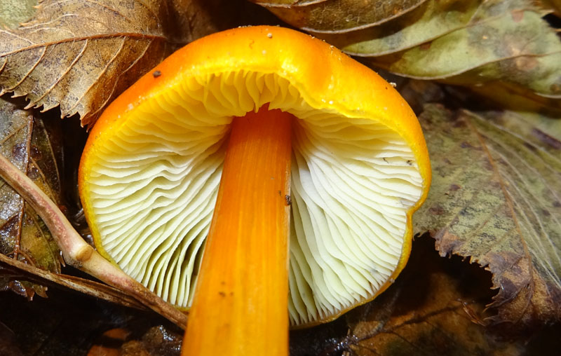 Hygrocybe konradii